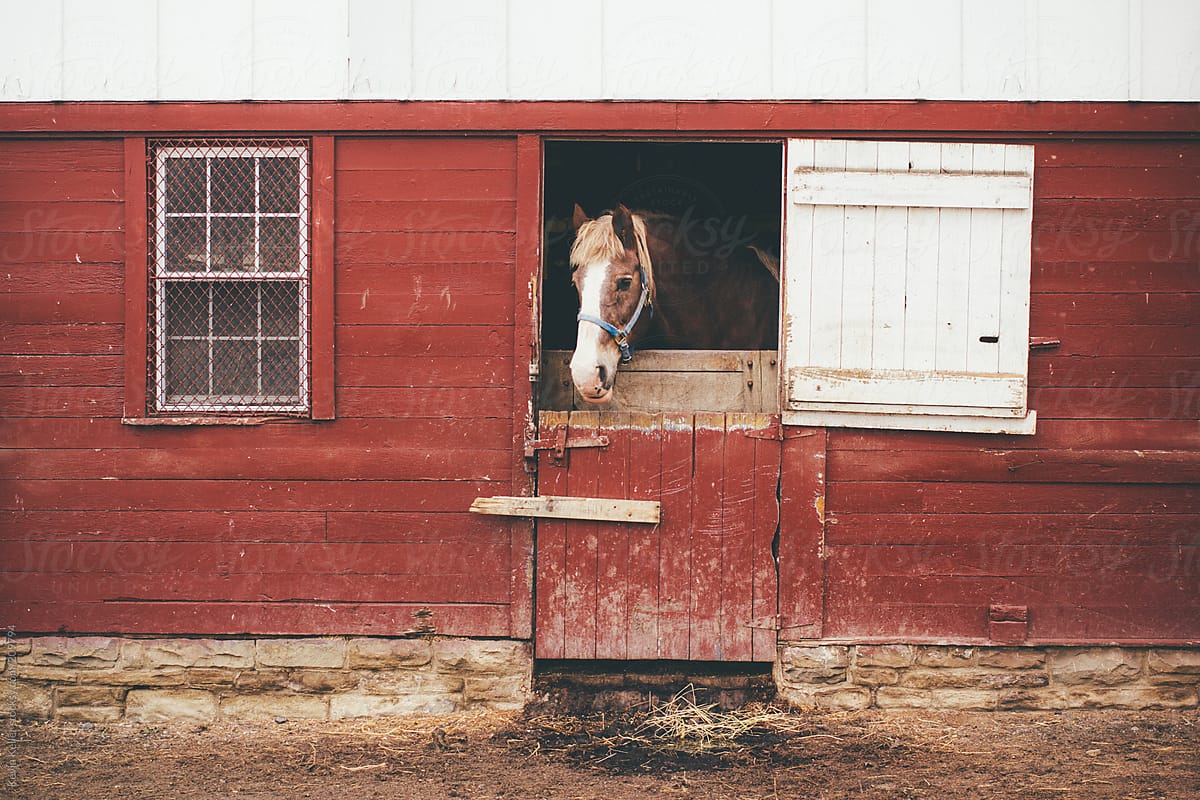 Horse inside a Barn Looking Outside