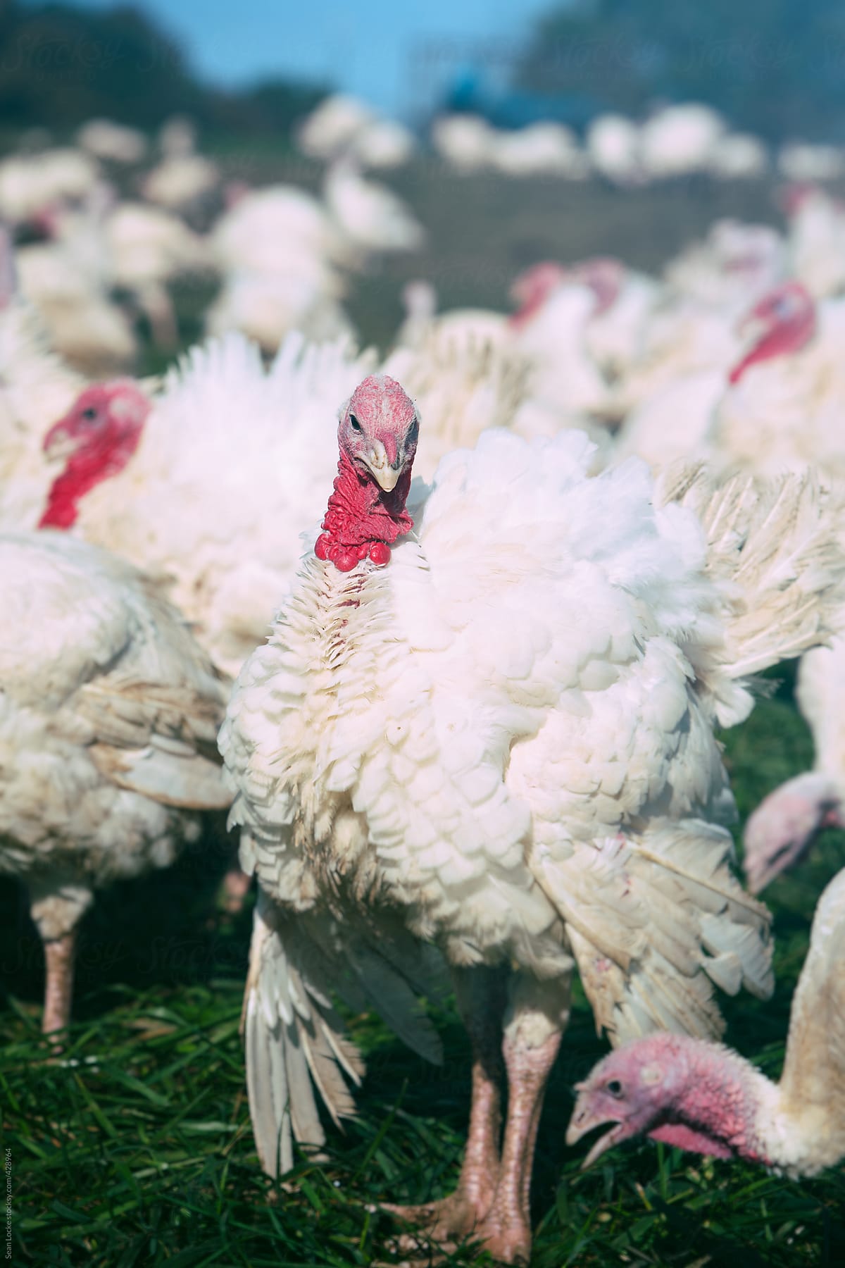 Farm: Male Turkey Looks Proudly At Camera