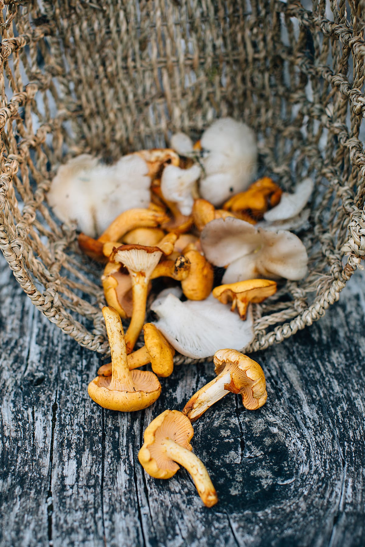 basket with wild chanterelle and oyster mushrooms