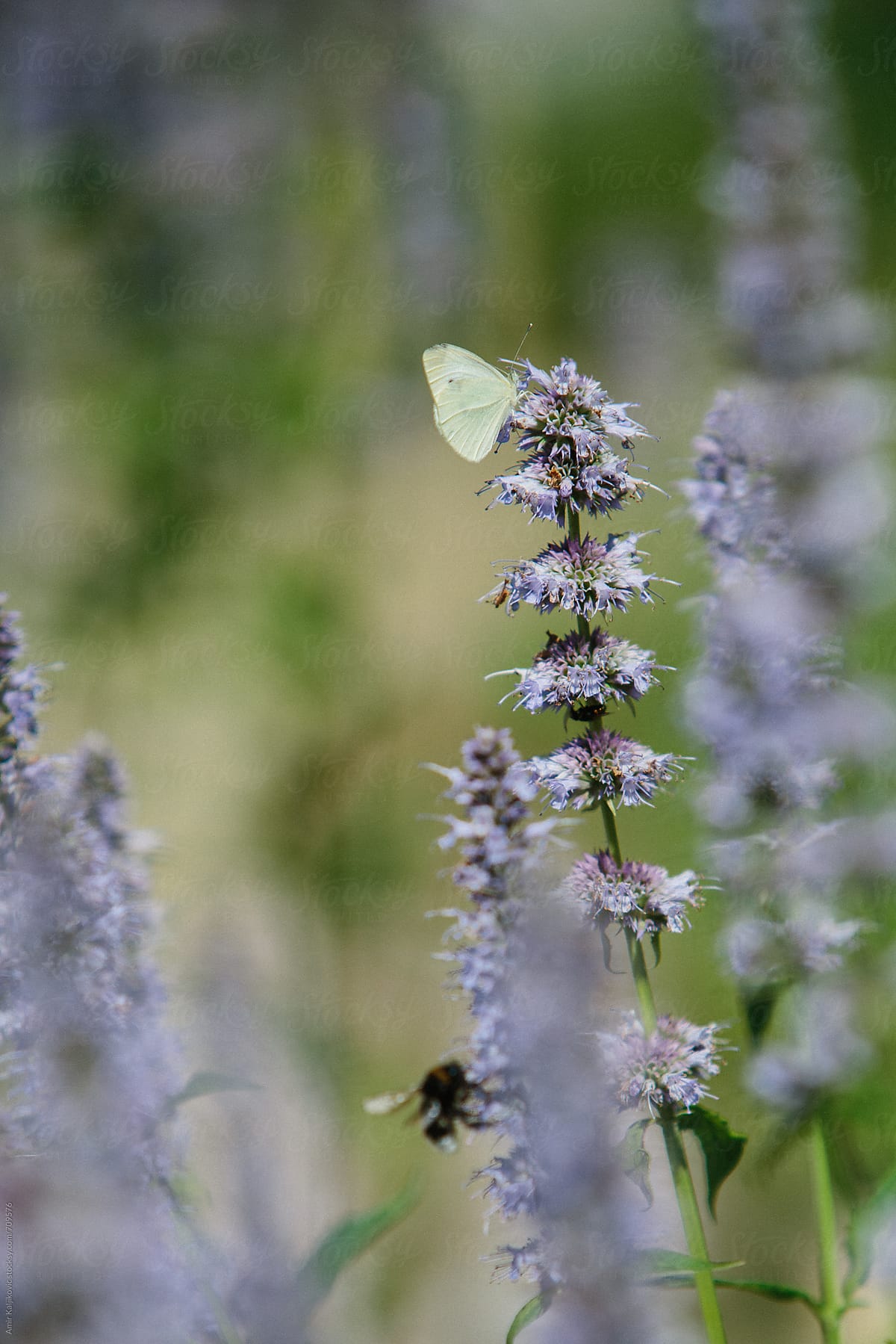 Small Butterfly on Lavender Flower at the Garden