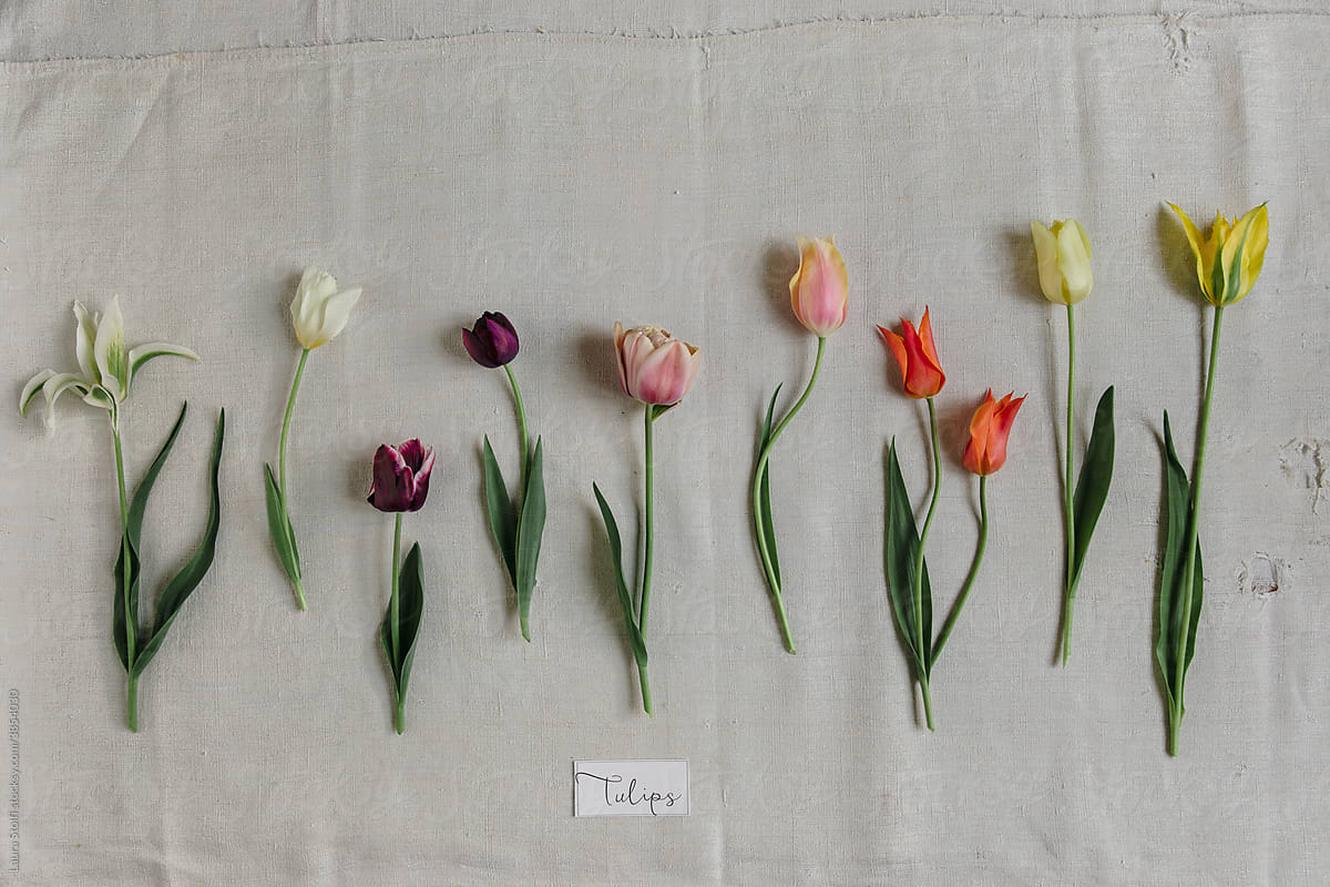 Display of different tulips in row