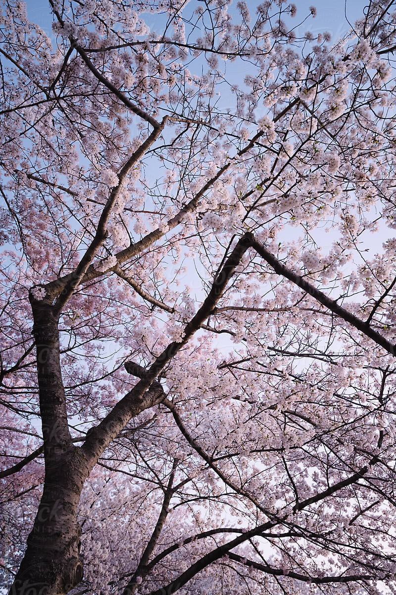 Pink cherry blossoms in early morning light
