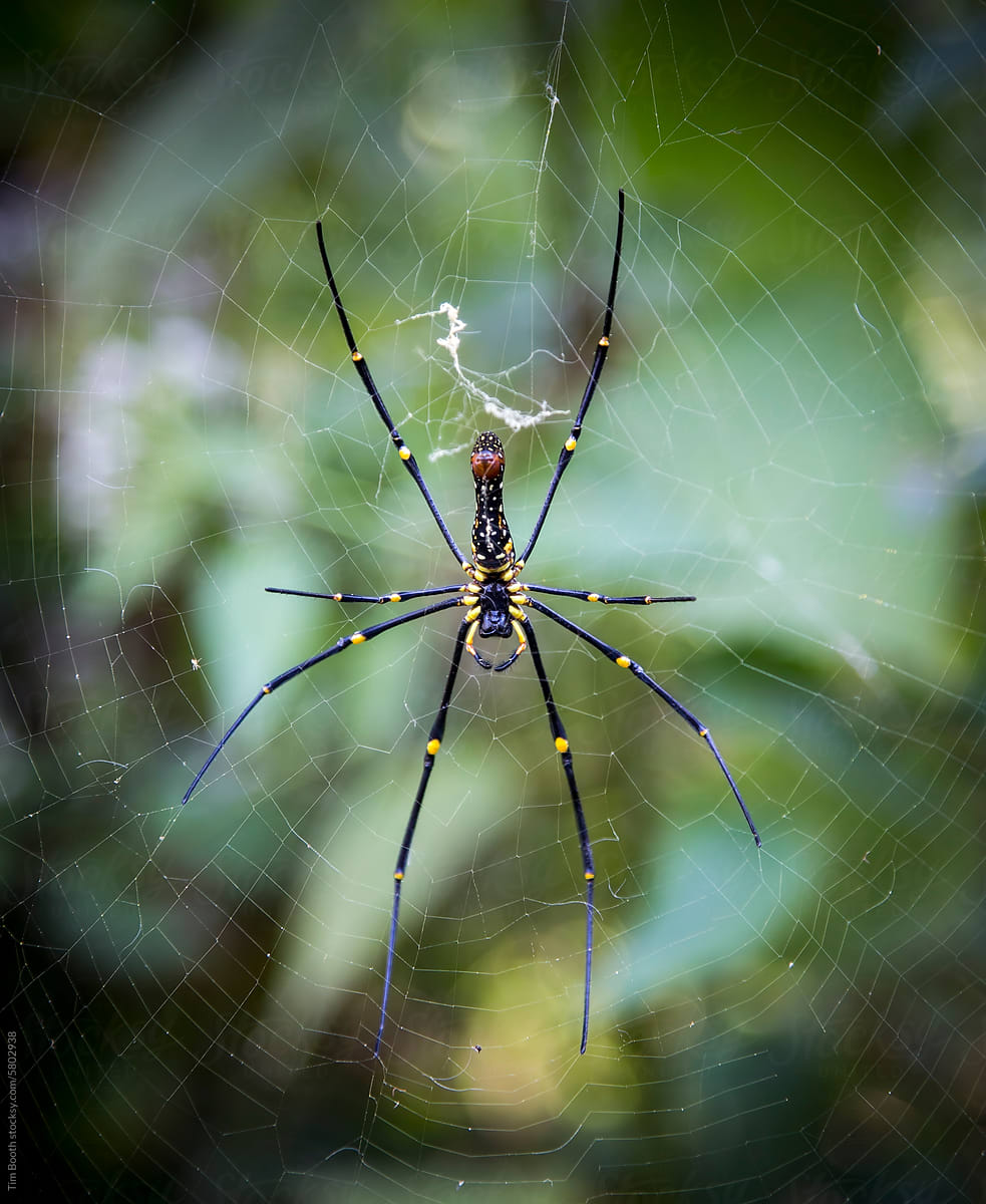 Giant Golden Orbweaver Spider