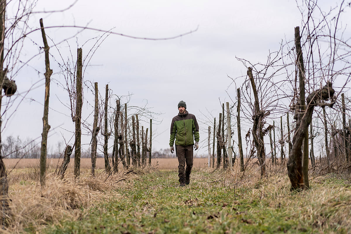 A farmer walking in the Vineyard in Winter