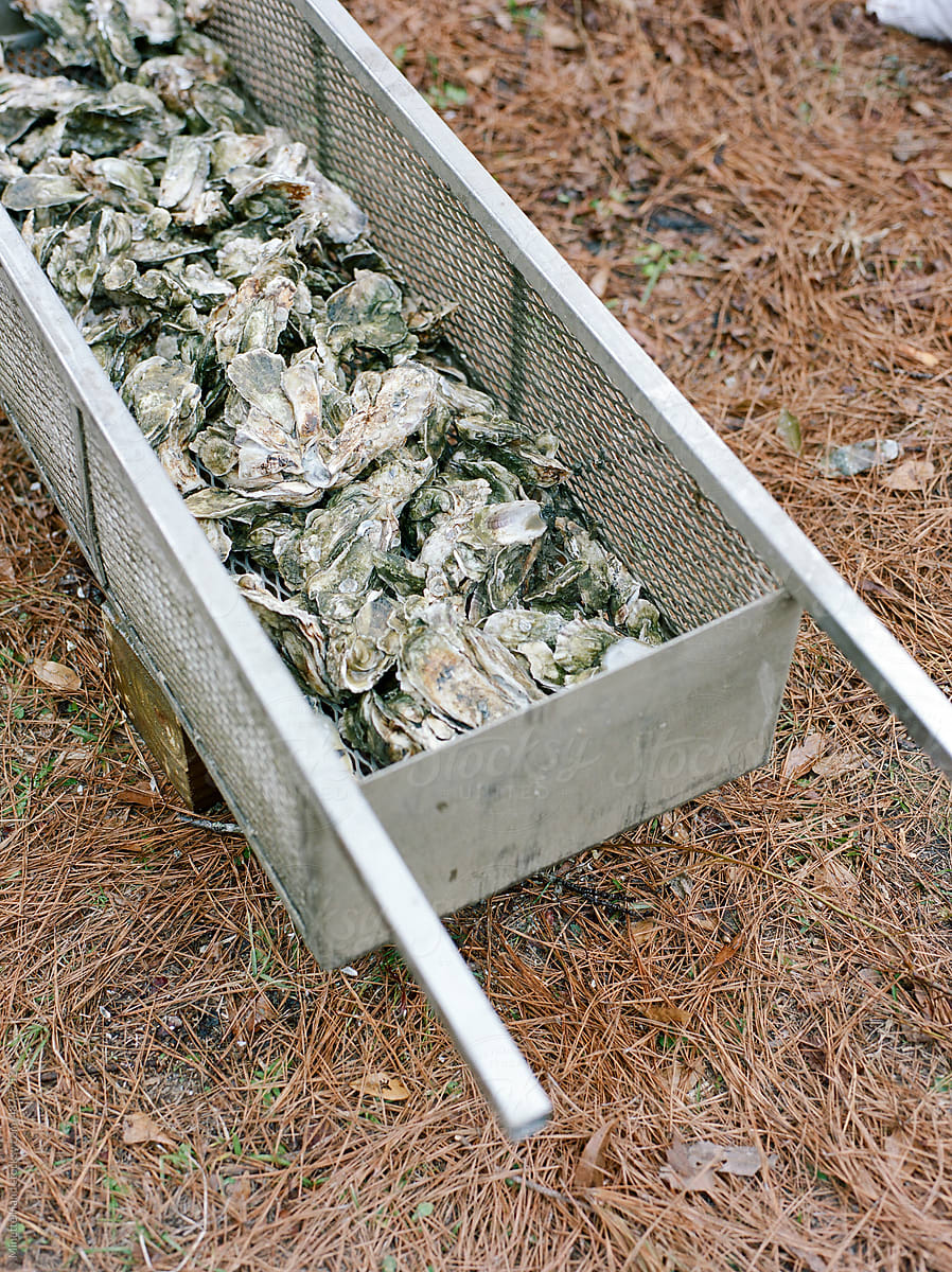 Farm to Table Oysters