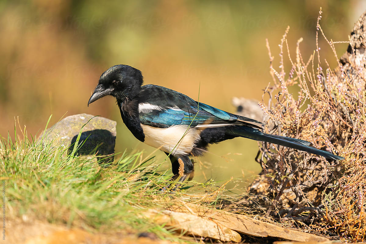 Eurasian Magpie Or Common Magpie (Pica pica)