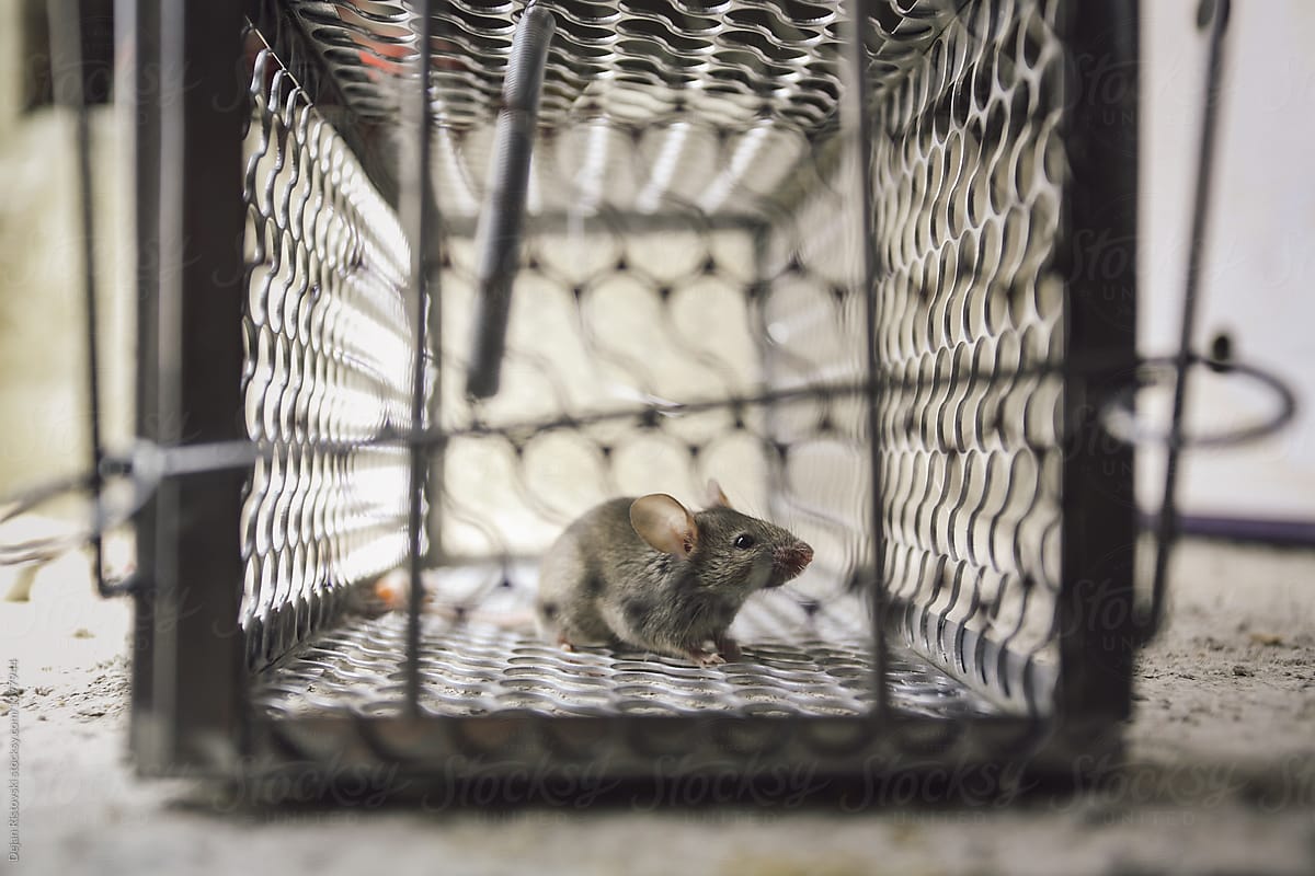 Mice cough in iron cage.