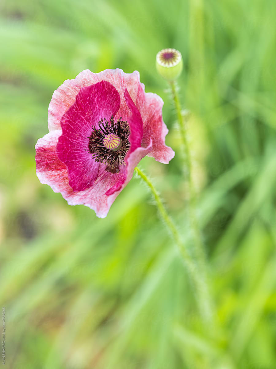 dark pink poppy in a field with grass