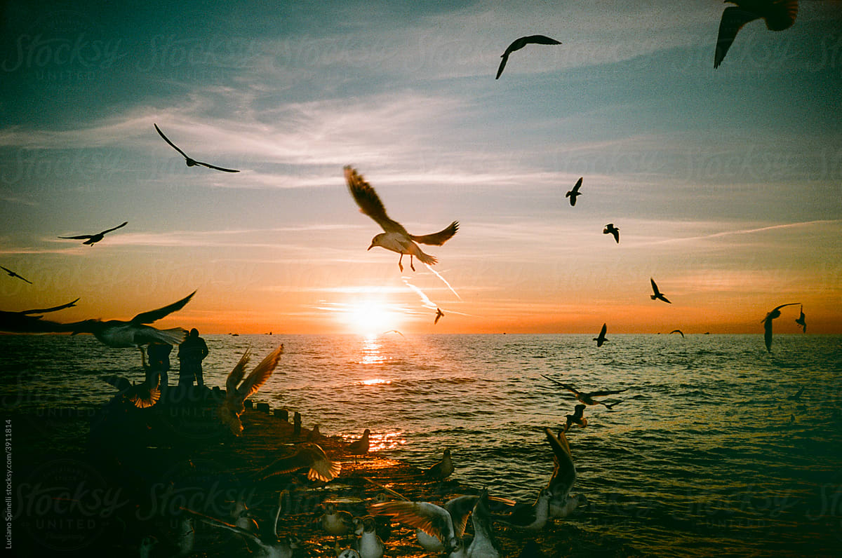 Sunset in the sea with seagulls and a pier with couples enjoying the view