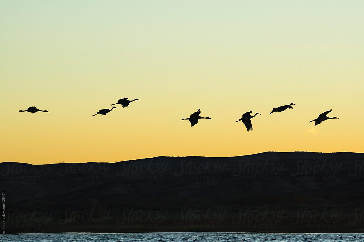 The silhouette of  migratory birds (Sandhil cranes) in flight at sunset