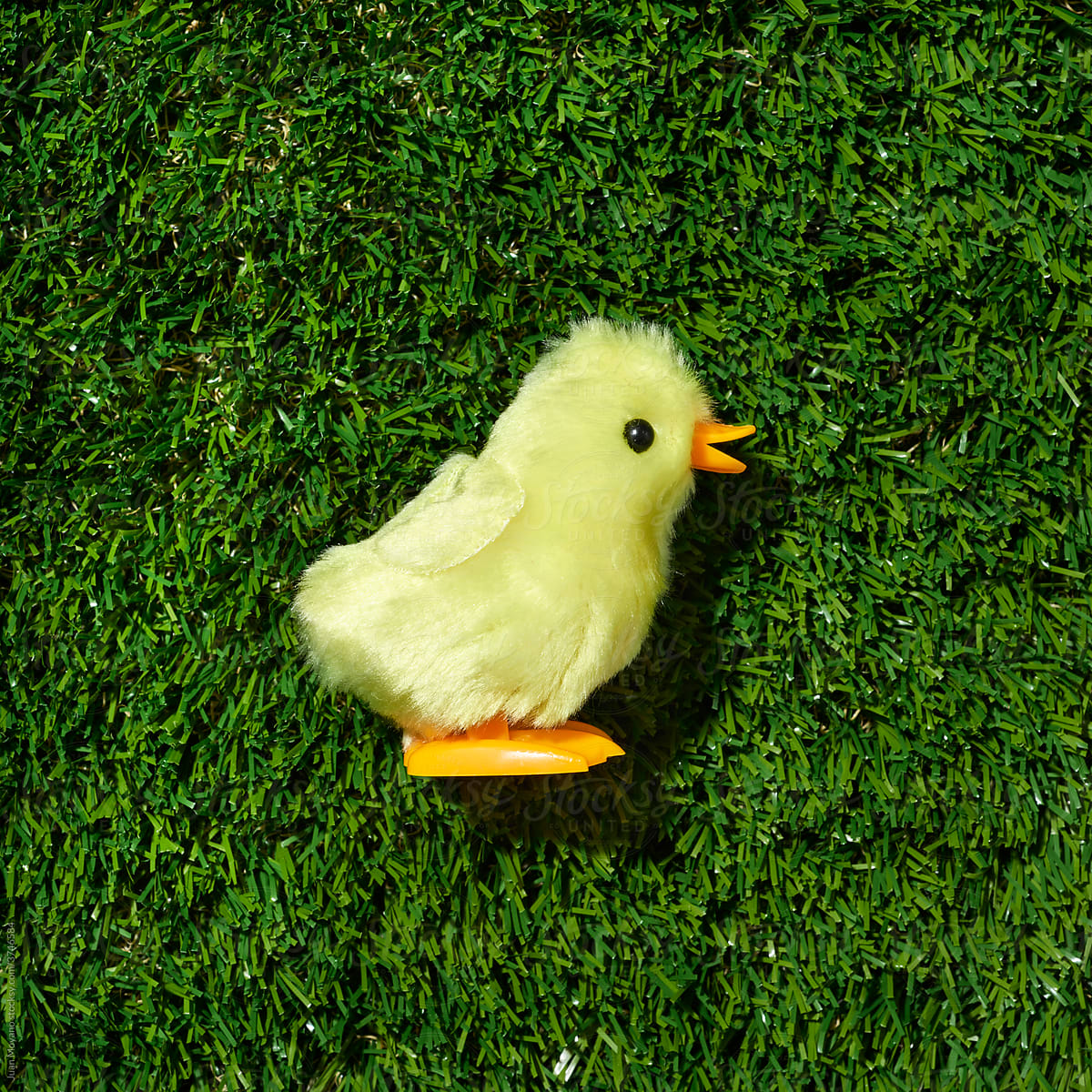 walking toy chicken on the grass