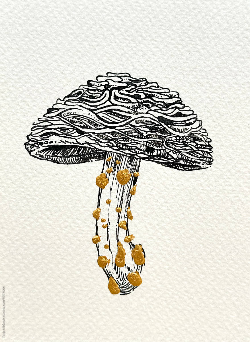 Mushroom Rhodotus Palmatus drawing