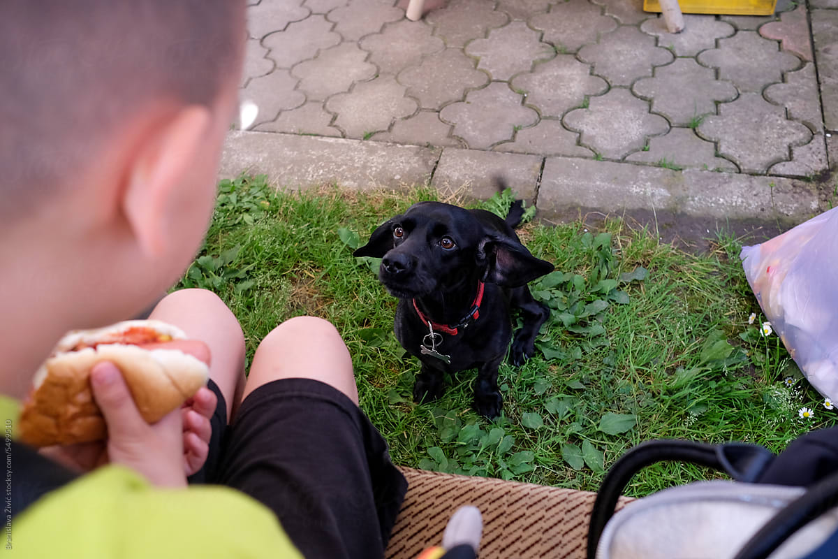 Cute Dachshund Captivated by Hot Dog
