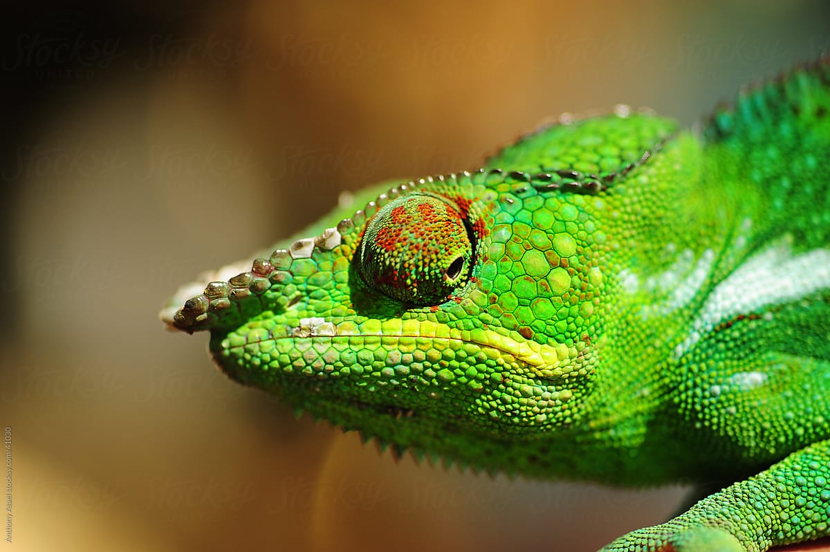 Madagascar, Nose Be, Nosy Komba, portrait of green chameleon (Panther