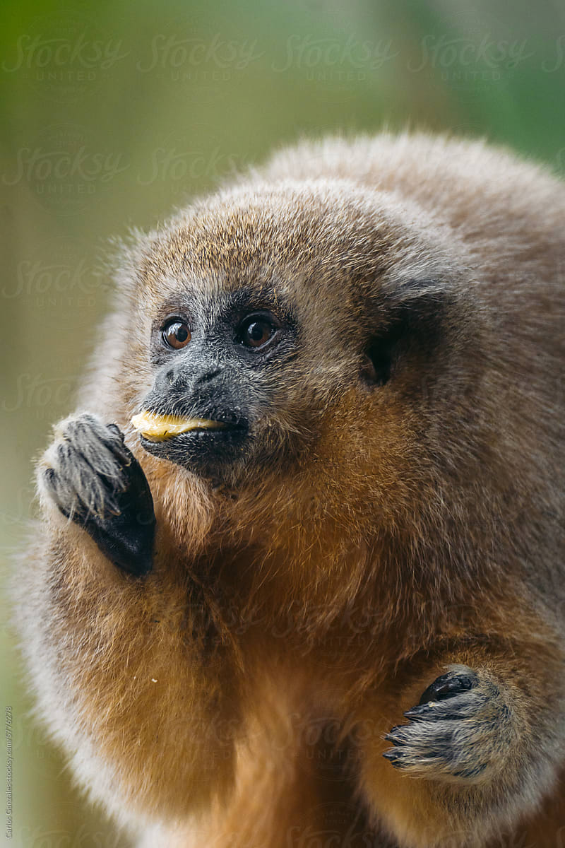 Titi Monkey Eating Banana