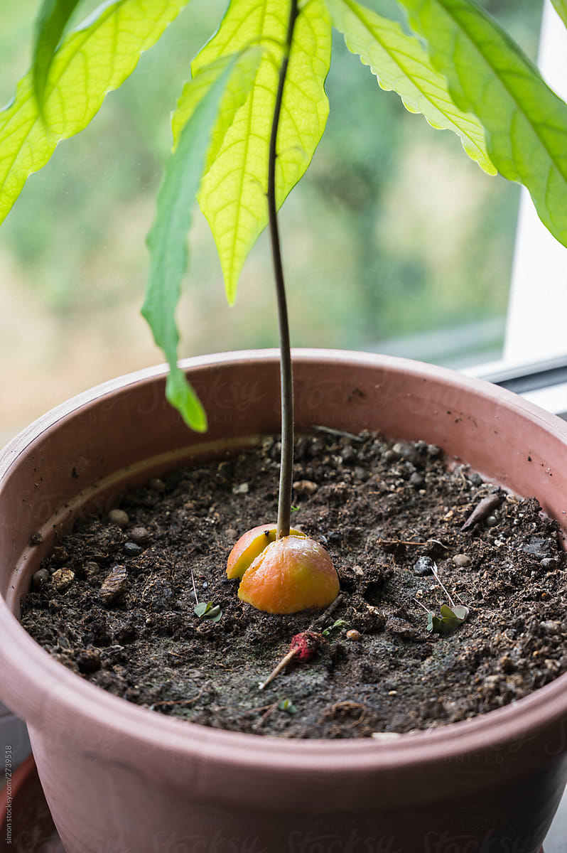 Growing an avocado tree at home
