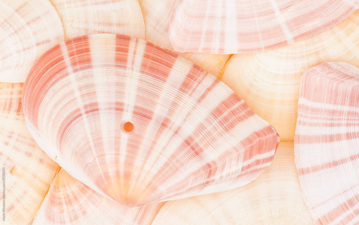 White Clam Shells On A White Background by Stocksy Contributor