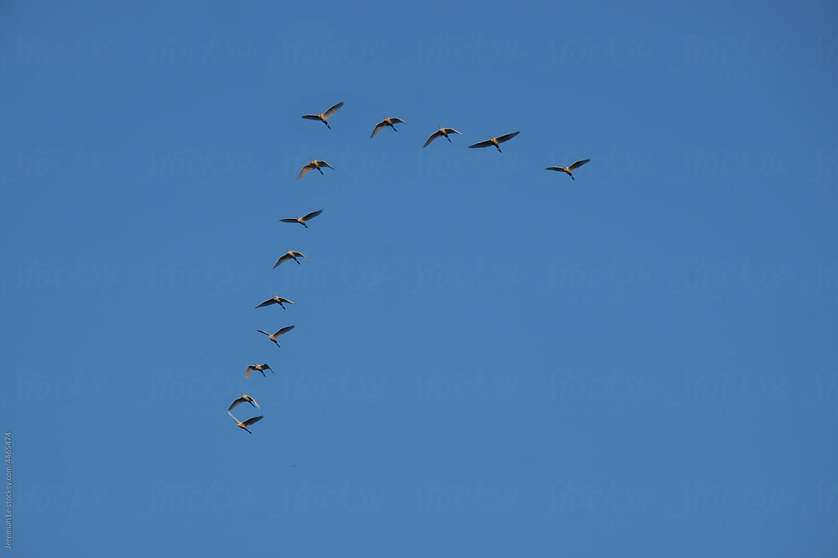 Flying birds in the shape of an arrow in the blue sky