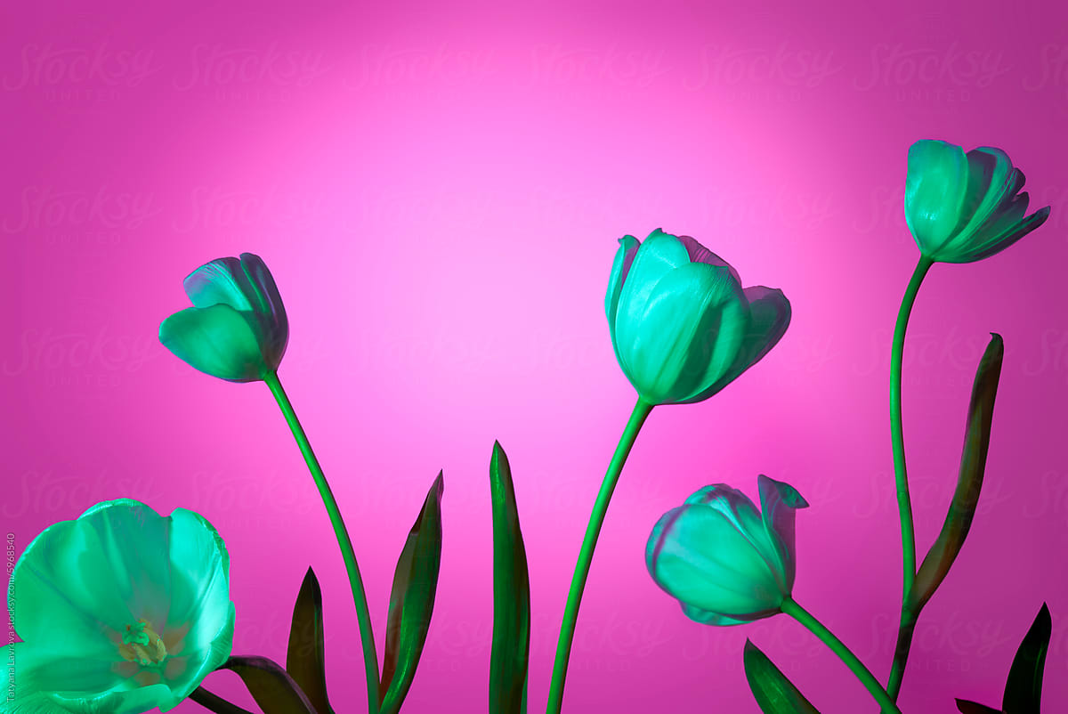 Vivid turquoise colored tulips in neon light against pink background.