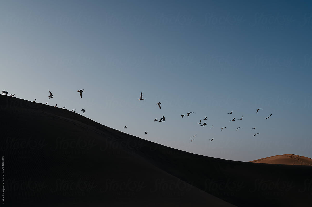 Seagulls above sand dune.