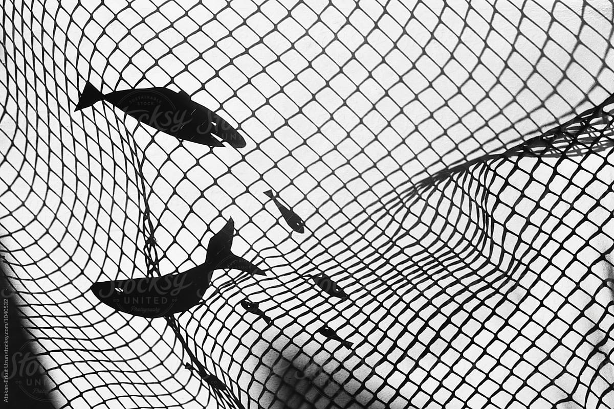 shadow play of fish caught in net