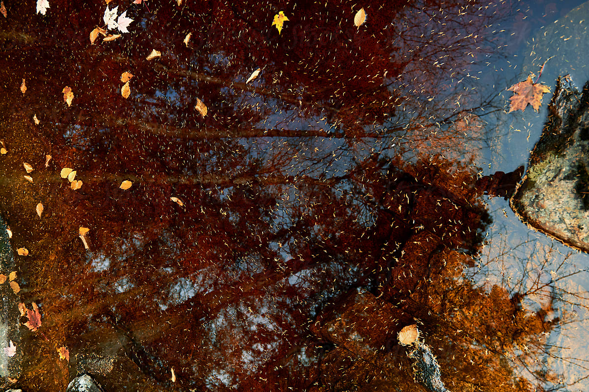 Lake water covered with autumn fallen leaves