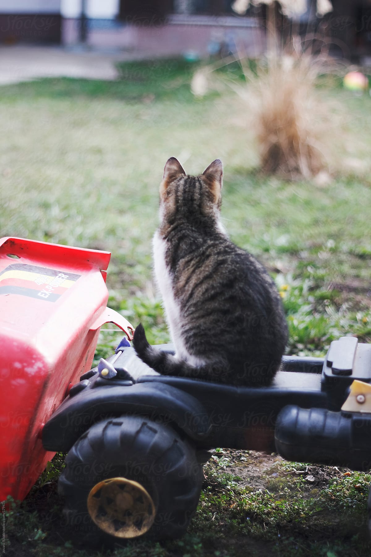 Young cat sitting on a truck toy