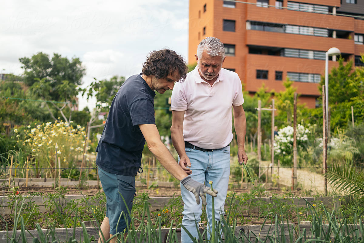 Mature men working in a community urban garden.