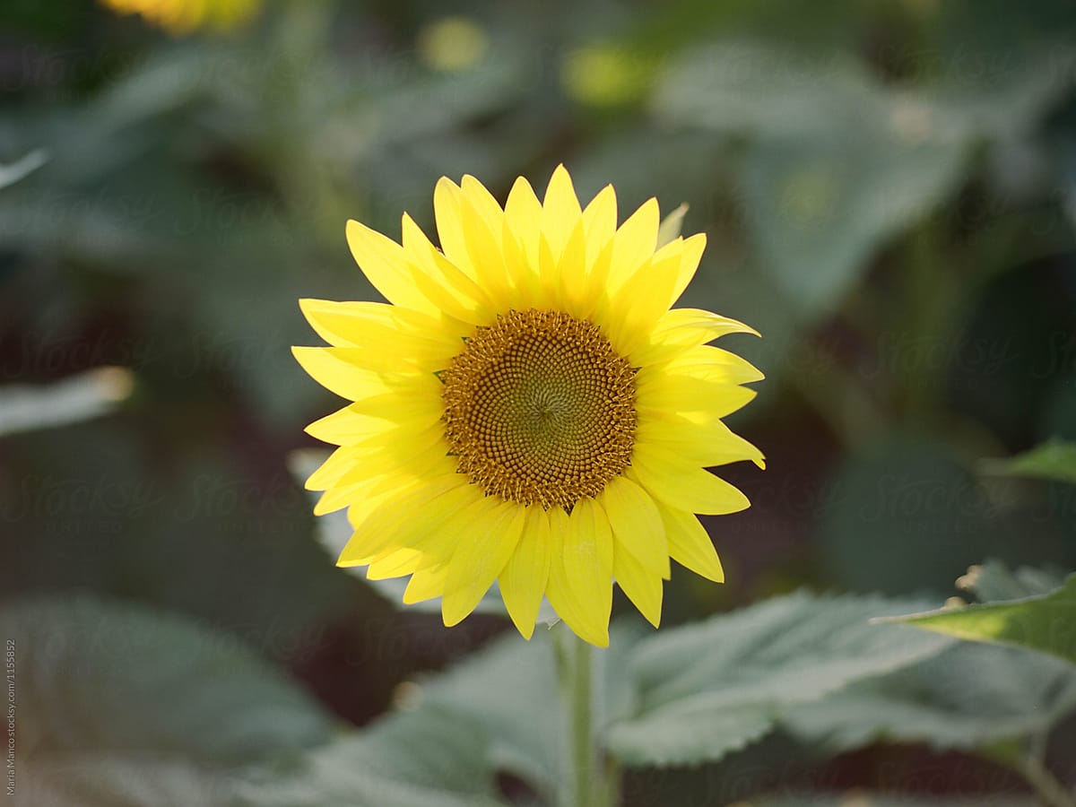 sunflower on film