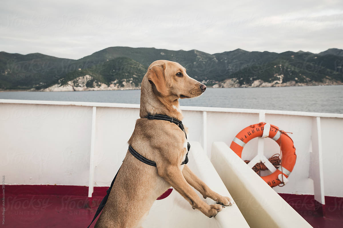 dog on boat