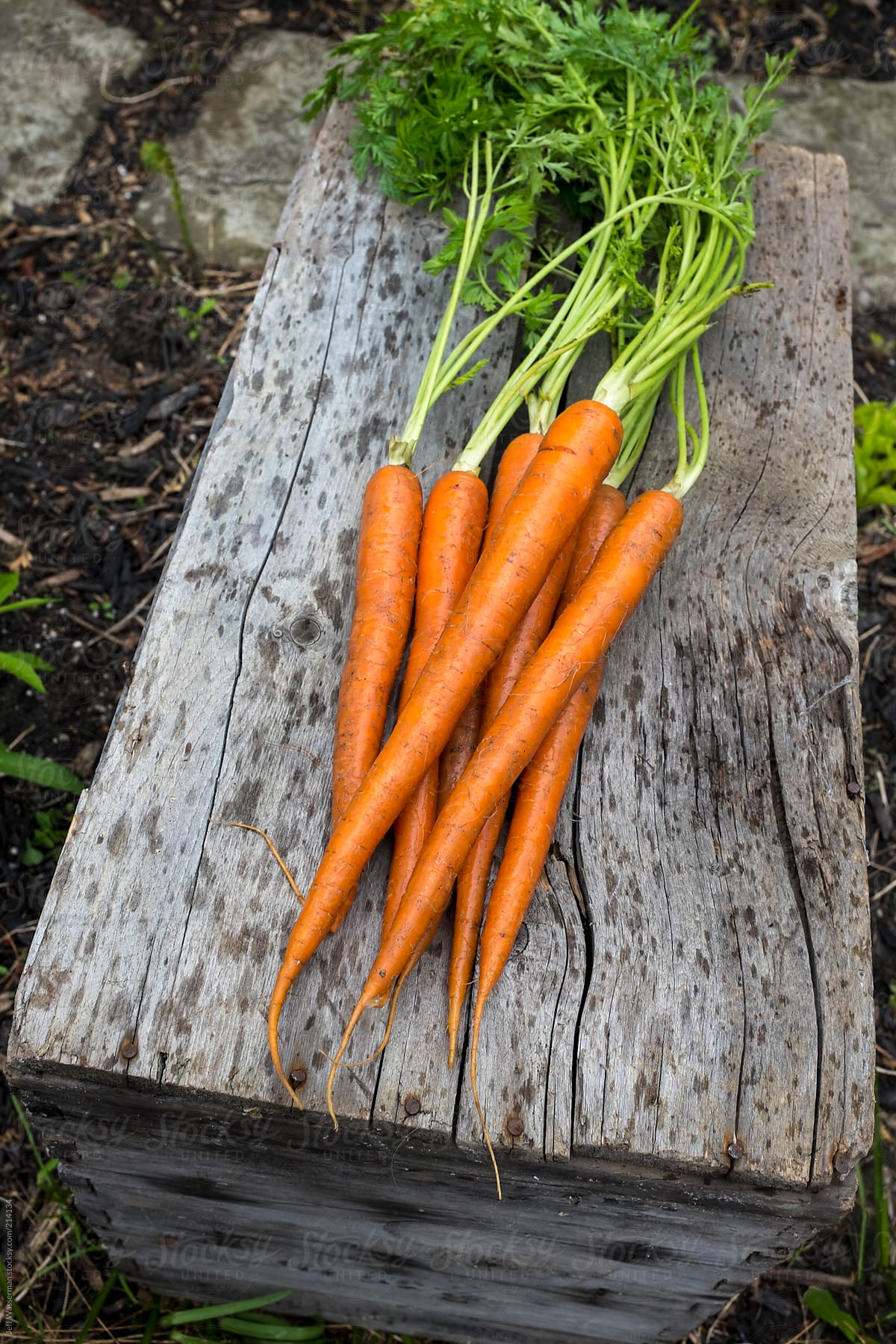 Fresh Organic Carrots Fresh Organic Carrots