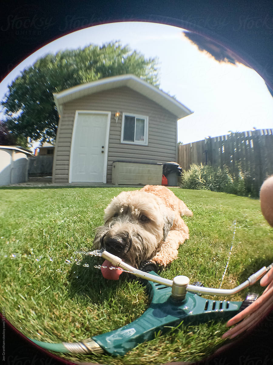 Fisheye Dog And Sprinkler By Stocksy Contributor Jen Grantham Stocksy fisheye-dog-and-sprinkler-by-stocksy-contributor-jen-grantham-stocksy