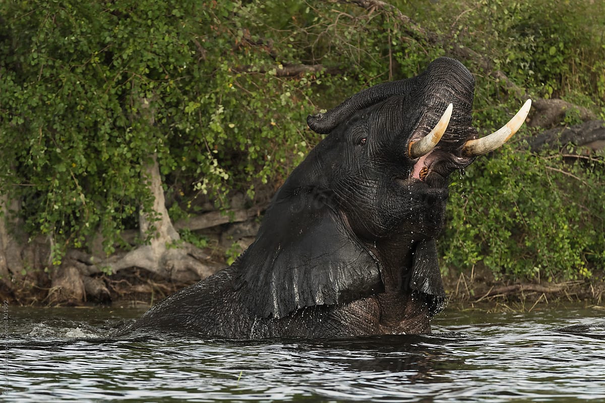 Happy elephant bathing in the Chobe River