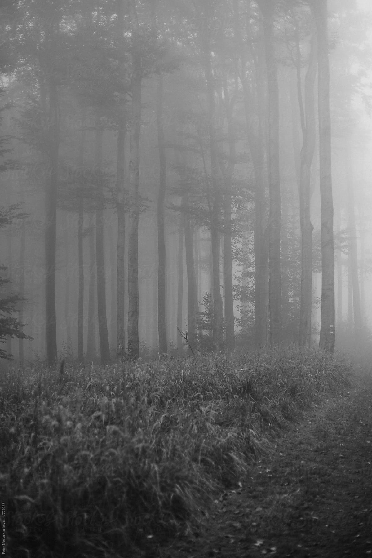 Foggy Forest By Stocksy Contributor Peter Meciar Stocksy