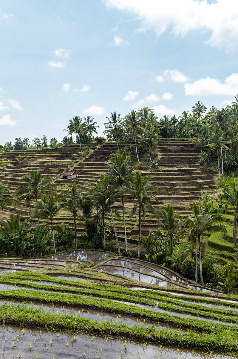 Rice paddy field in Indonesia