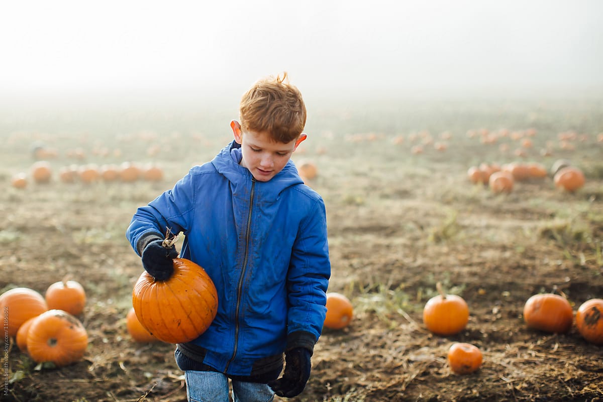A boy with ginger hair and a blue coat carrying a pumpkin in one hand as he steps over 100s of other pumpkins in a misty field