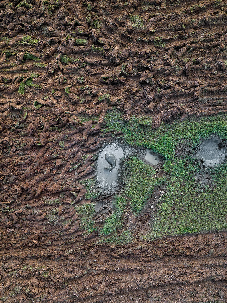 Water buffalo lying in mud