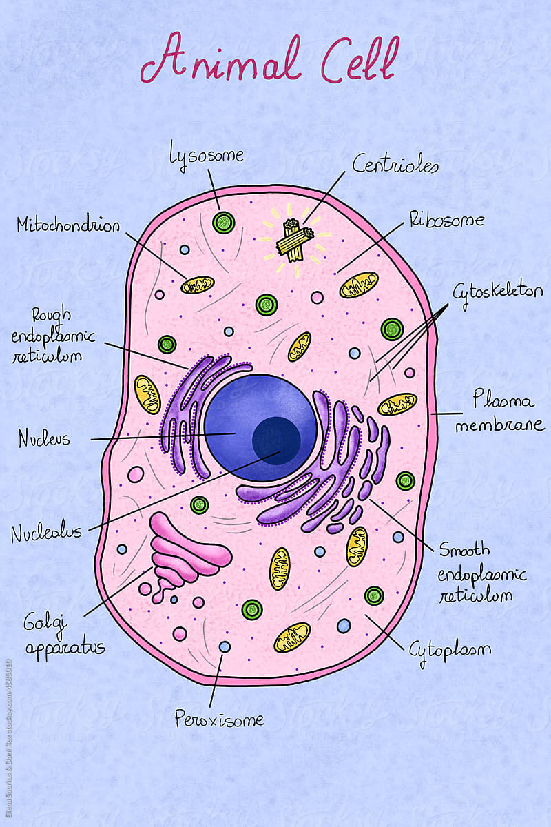 Animal cell anatomy illustration