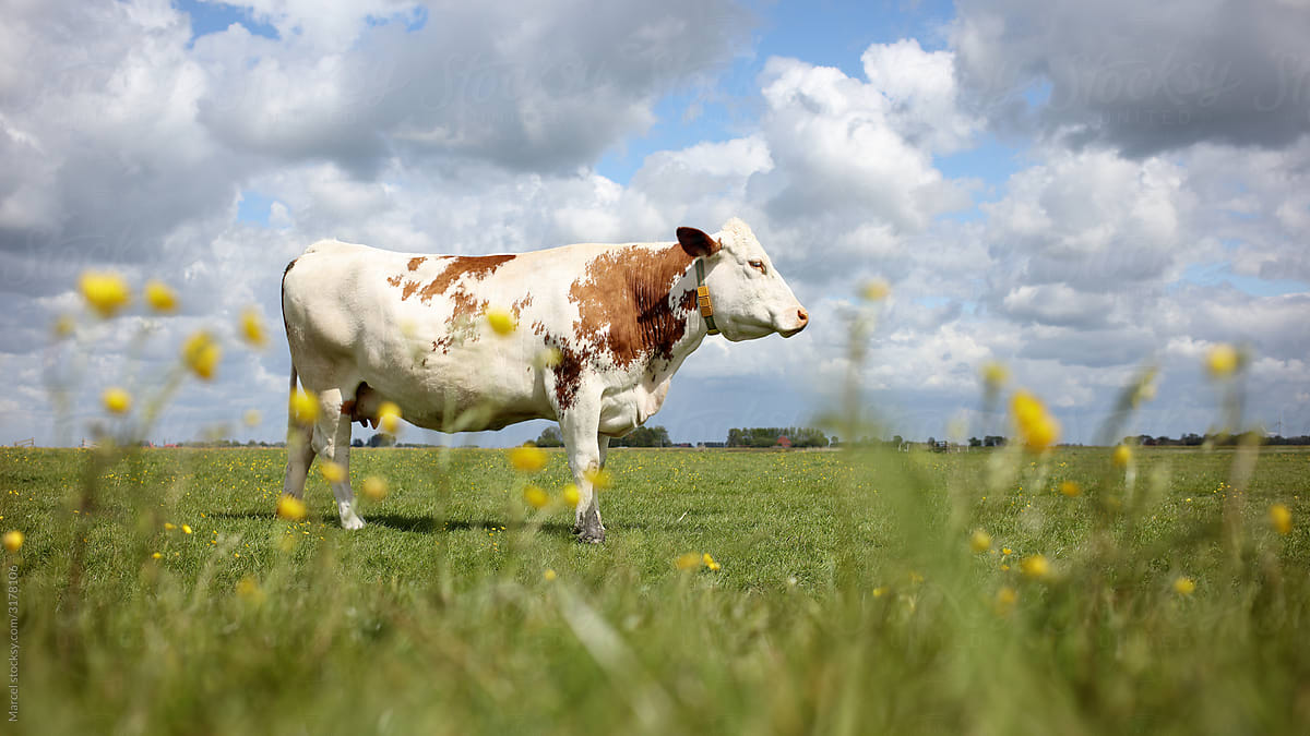 Grazing cow in field