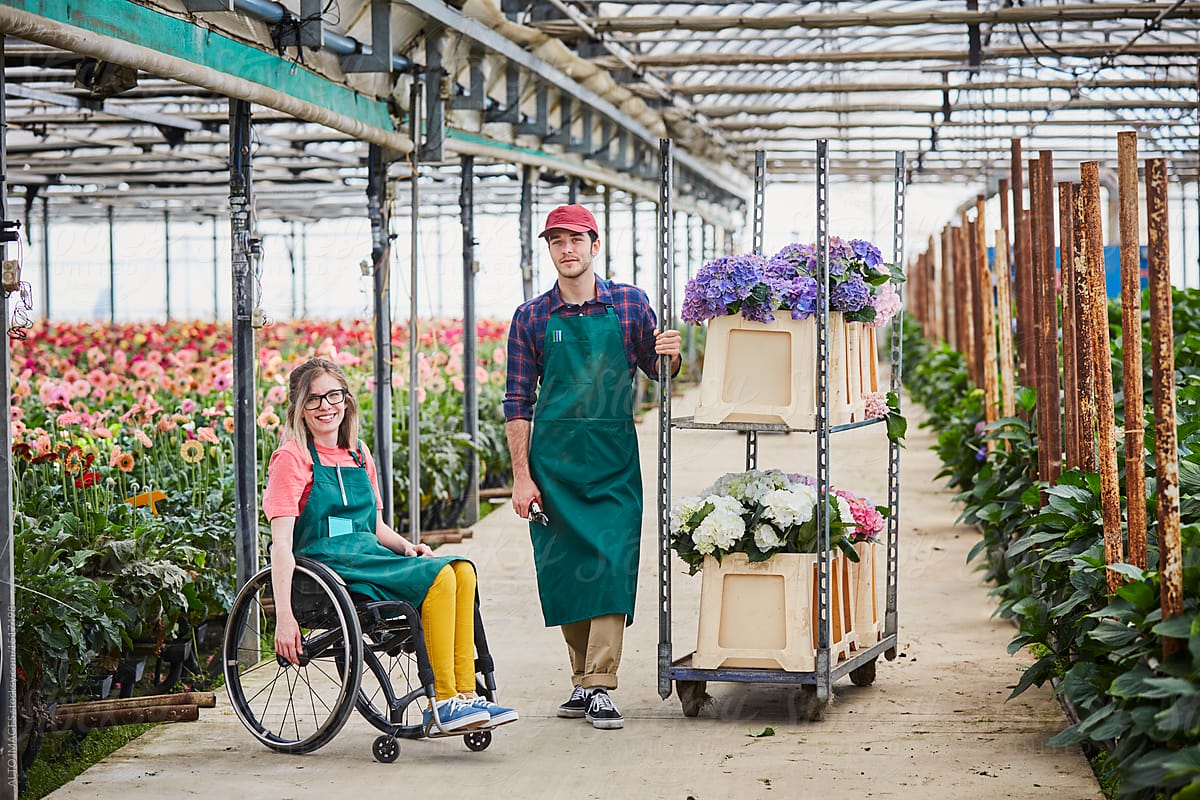 Portrait Of Florists With Hydrangea Pots On Trolley In Greenhous