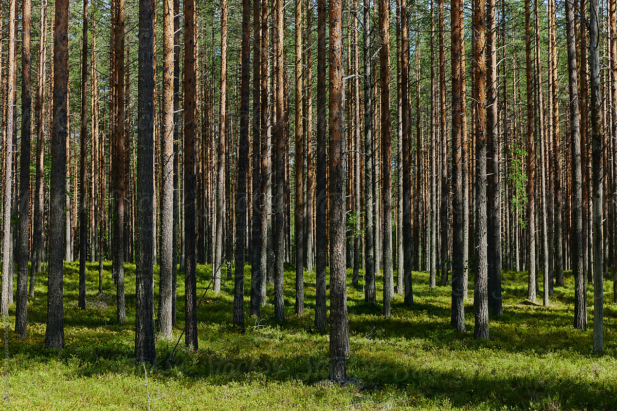 finnish commercial forest