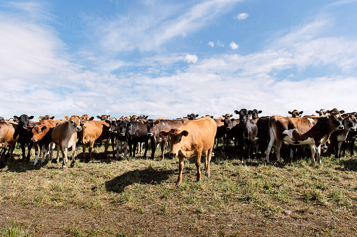 Curious cows in a field on a farm