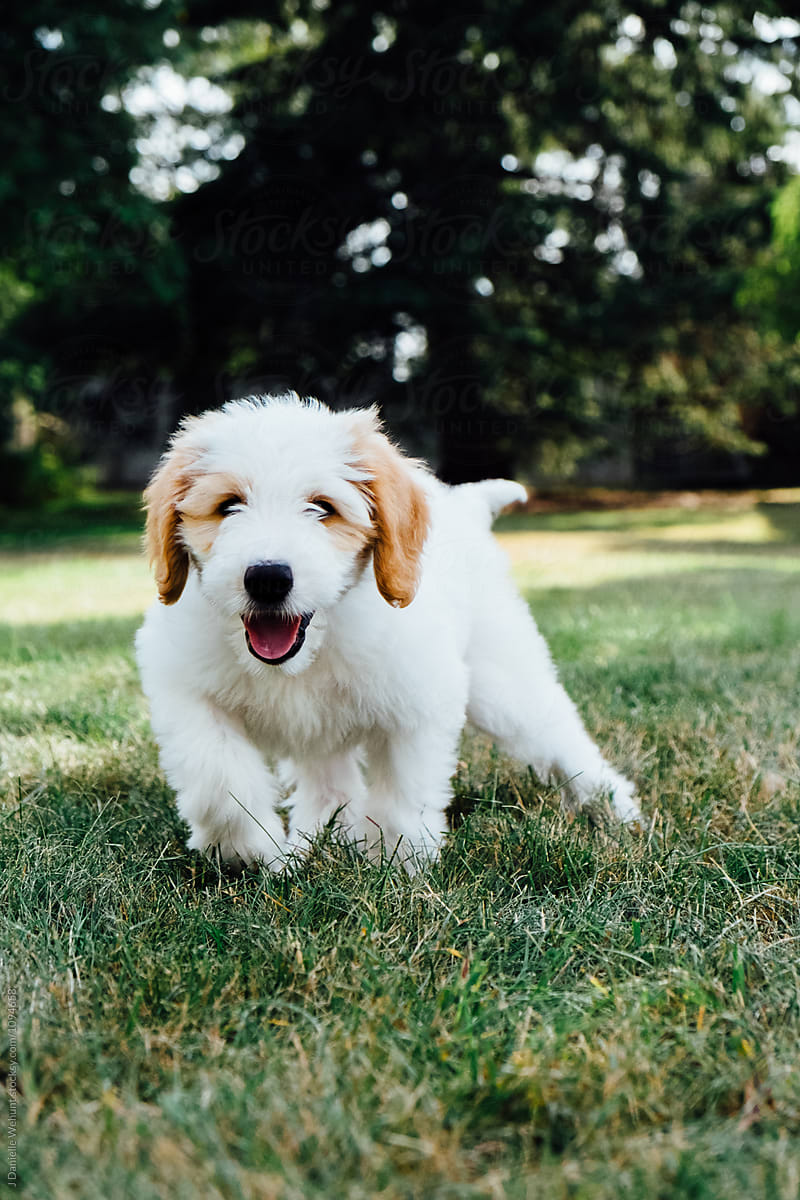 White and Brown Golden Doodle puppy walking in grass