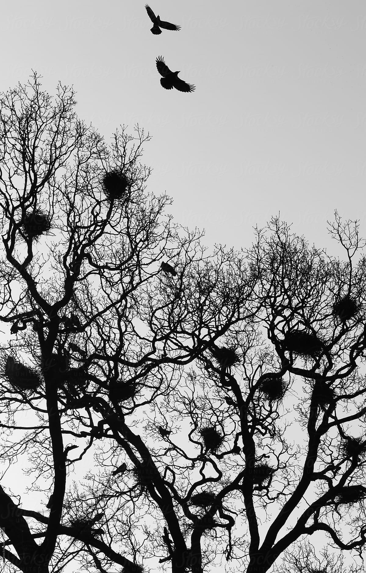 Two crows flying above a tree with nests