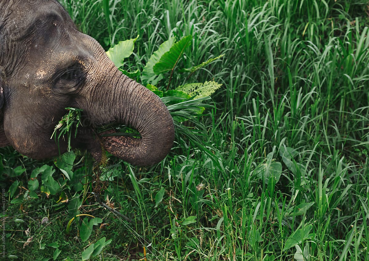 Do Elephants Eat Grass  