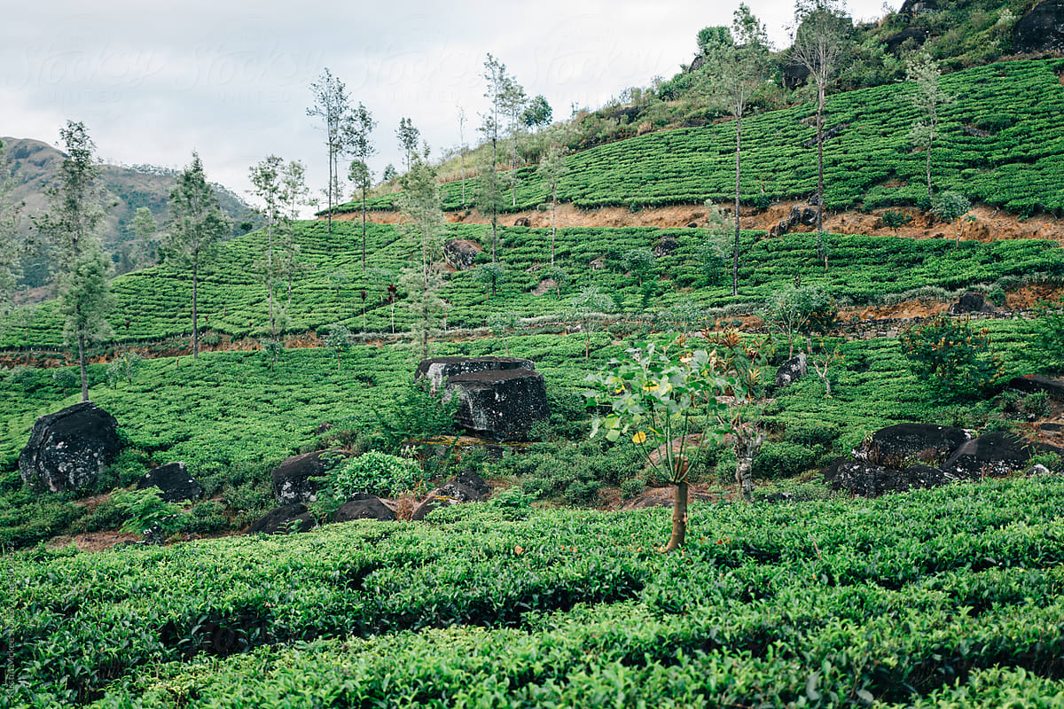 Landscape image of tea country