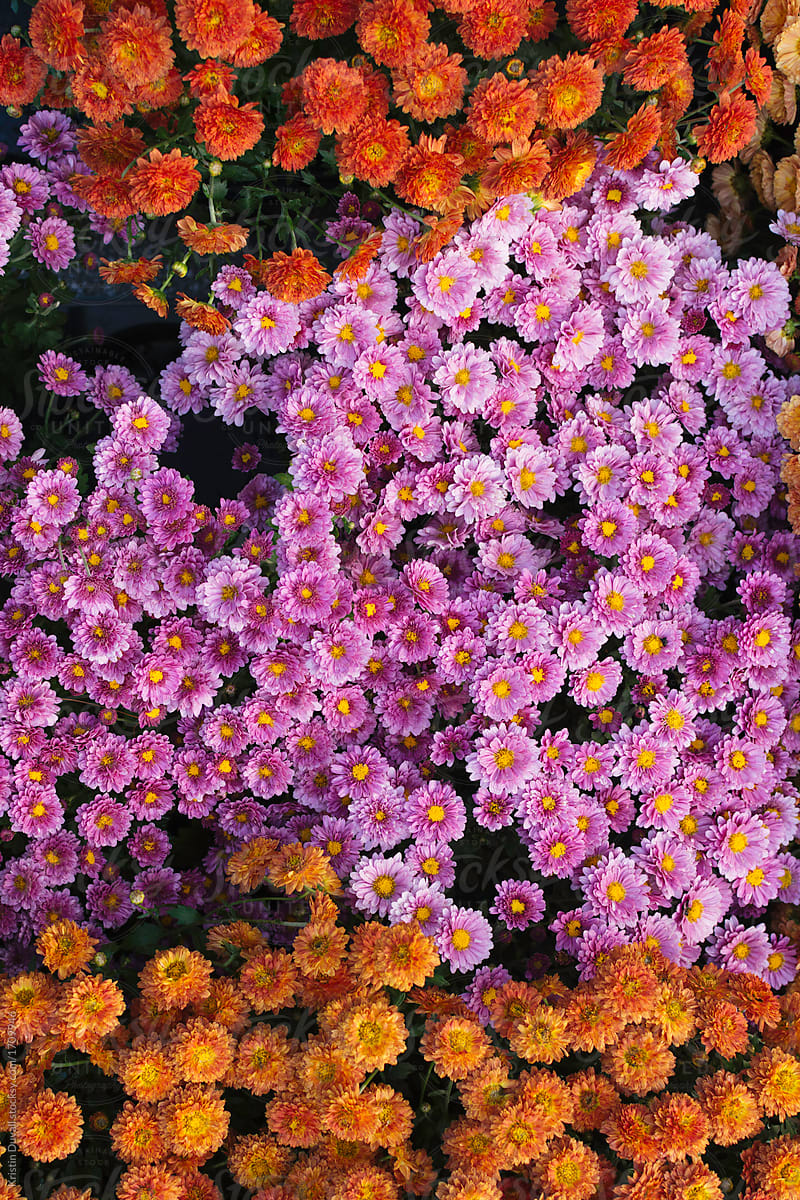 Purple and orange Chrysanthemum flowers