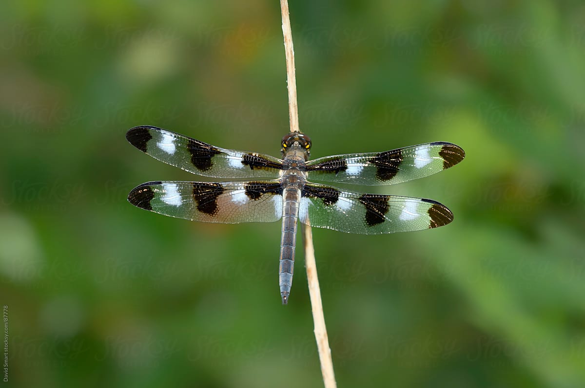 Twelve-spotted Skimmer dragonfly