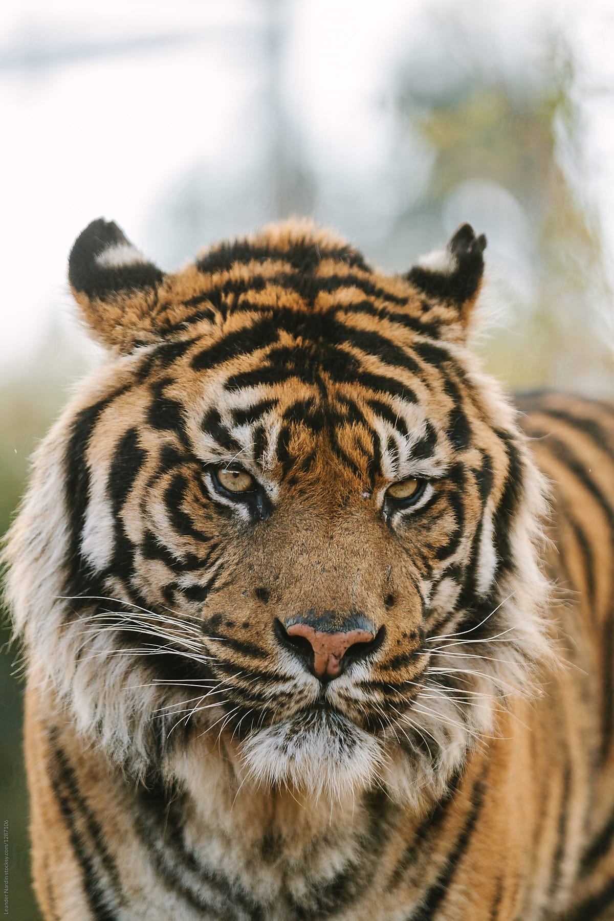 angry looking sumatran tiger