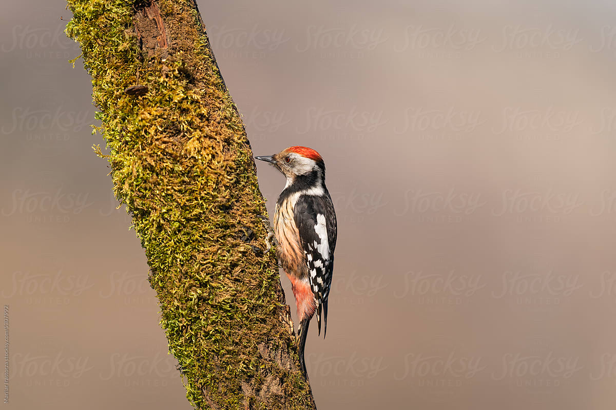 Middle Spotted Woodpecker Perched On A Branch